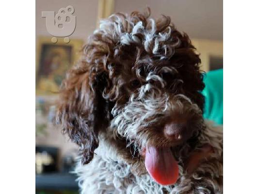 PoulaTo: Κουτάβια Lagotto Romagnolo